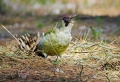 Zelena_zolna_Green_woodpecker_07.jpg
