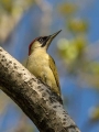 Zelena_zolna_Green_woodpecker_08.jpg