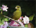 Zelenec_Greenfinch_19.jpg