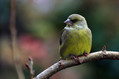 Zelenec_Greenfinch_20.jpg