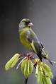 Zelenec_Greenfinch_22.jpg