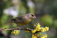 Zelenec_Greenfinch_23.jpg