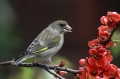 Zelenec_Greenfinch_25.jpg