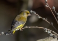 Zelenec_Greenfinch_Carduelis_chloris_Scinkavci_Scinkavci_Fringillidae_27.jpg