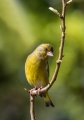 Zelenec_Greenfinch_Carduelis_chloris_Scinkavci_Scinkavci_Fringillidae_36.jpg