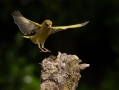 Zelenec_Greenfinch_Carduelis_chloris_Scinkavci_Scinkavci_Fringillidae_37.jpg