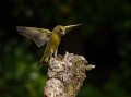 Zelenec_Greenfinch_Carduelis_chloris_Scinkavci_Scinkavci_Fringillidae_38.jpg