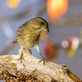 Zelenec_Greenfinch_Carduelis_chloris_Scinkavci_Scinkavci_Fringillidae_39.jpg