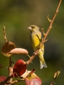 Zelenec_Greenfinch_Carduelis_chloris_Scinkavci_Scinkavci_Fringillidae_40.jpg