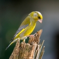 Zelenec_Greenfinch_Carduelis_chloris_Scinkavci_Scinkavci_Fringillidae_48.jpg