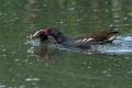 Zelenonoga_tukalica_Moorhen_32.jpg