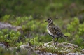 Zlata_prosenka_Golden_plover_Pluvialis_apricaria_Dezevniki_Charadriidae_01.jpg