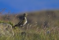 Zlata_prosenka_Golden_plover_Pluvialis_apricaria_Dezevniki_Charadriidae_02.jpg