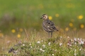 Zlata_prosenka_Golden_plover_Pluvialis_apricaria_Dezevniki_Charadriidae_03.jpg