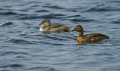 Zlatouhi_ponirek_Slavonian_grebe_Podiceps_auritus_Ponirki_Podicipedidae_01.jpg