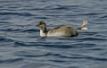 Zlatouhi_ponirek_Slavonian_grebe_Podiceps_auritus_Ponirki_Podicipedidae_02.jpg