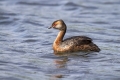 Zlatouhi_ponirek_Slavonian_grebe_Podiceps_auritus_Ponirki_Podicipedidae_04.jpg