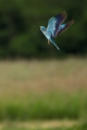 Zlatovranka_Roller_Coracias_garrulus_Zlatovranke_Coracidae_09.jpg