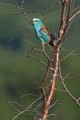 Zlatovranka_Roller_Coracias_garrulus_Zlatovranke_Coracidae_10.jpg