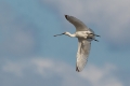 Zlicarka_Spoonbill_Platalea_leucorodia_Ibisi_Threkiornithidae_07.jpg