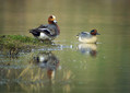 Zvizgavka_Wigeon_Anas_penelope_Plovci_Anatidae_03.jpg