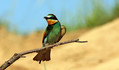 cebelar_Bee_eater_08.jpg