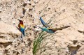 cebelar_Bee_eater_11.jpg