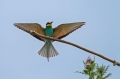 cebelar_Bee_eater_20.jpg