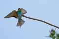 cebelar_Bee_eater_22.jpg