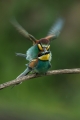 cebelar_Bee_eater_32.jpg