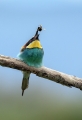 cebelar_Bee_eater_34.jpg