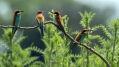 cebelar_Bee_eater_35.jpg