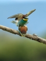 cebelar_Bee_eater_36.jpg
