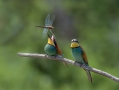 cebelar_Bee_eater_37.jpg