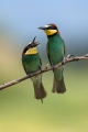 cebelar_Bee_eater_38.jpg