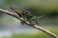 cebelar_Bee_eater_39.jpg
