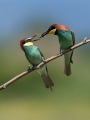 cebelar_Bee_eater_40.jpg