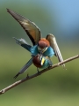 cebelar_Bee_eater_42.jpg