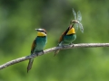 cebelar_Bee_eater_43.jpg