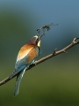 cebelar_Bee_eater_44.jpg