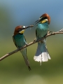 cebelar_Bee_eater_48.jpg