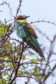 cebelar_Bee_eater_51.jpg