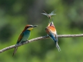 cebelar_Bee_eater_57.jpg