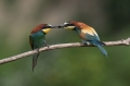 cebelar_Bee_eater_61.jpg