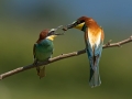 cebelar_Bee_eater_62.jpg
