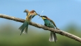cebelar_Bee_eater_63~0.jpg