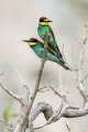 cebelar_Bee_eater_65.jpg