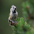 copasta_sinica_Crested_tit_Parus_cristatus_Paridae_03.jpg