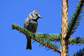 copasta_sinica_Crested_tit_Parus_cristatus_Paridae_05.jpg