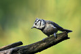 copasta_sinica_Crested_tit_Parus_cristatus_Paridae_07.jpg